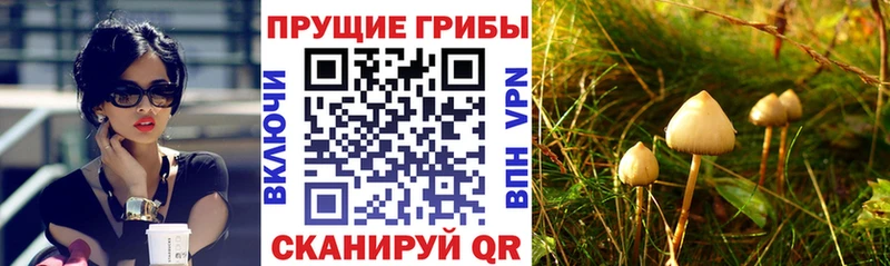 Галлюциногенные грибы MAGIC MUSHROOMS  купить закладку  Бор 